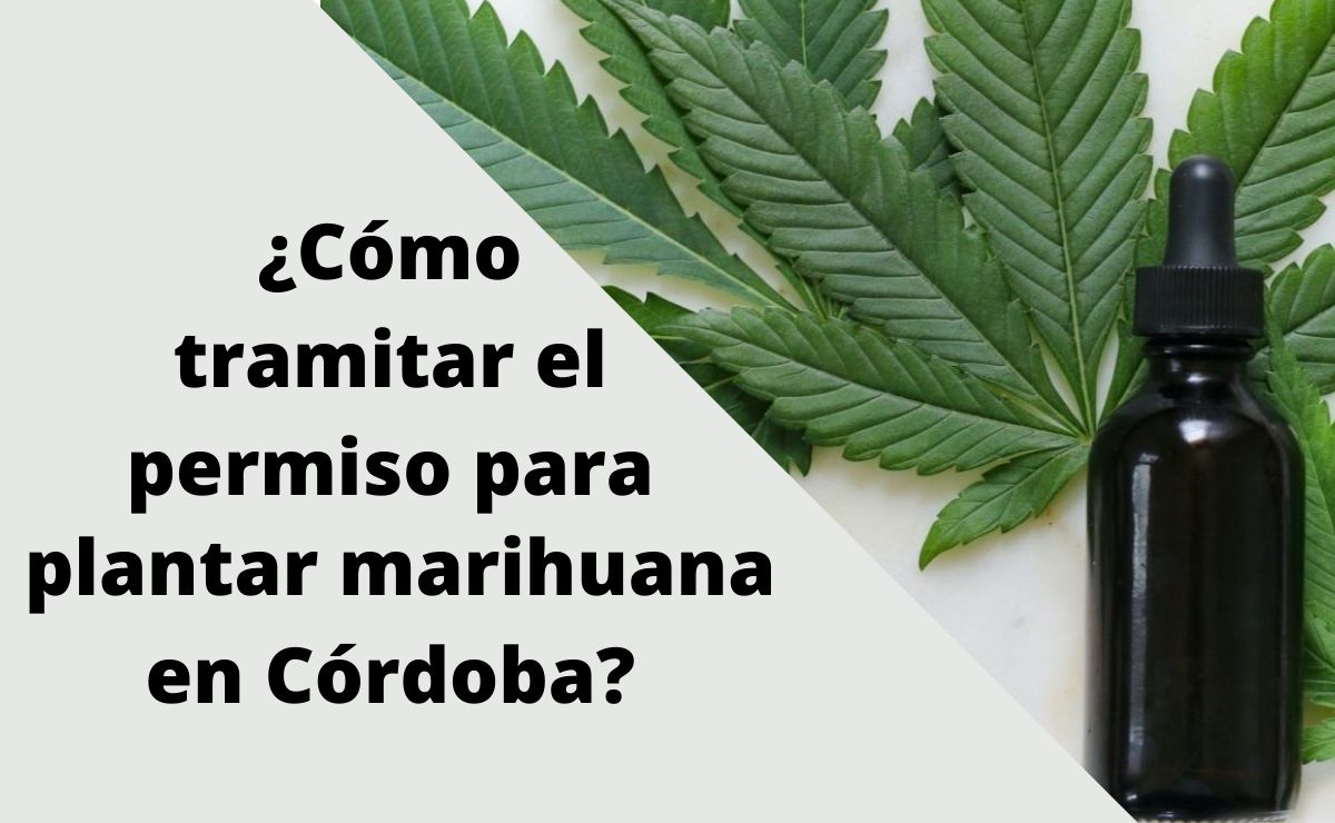 ¿Cómo tramitar el permiso para plantar marihuana en Córdoba